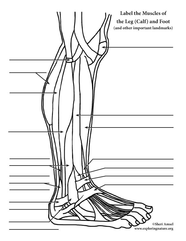 Muscles of the leg and foot labeling page