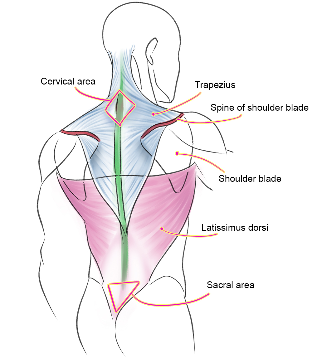 Muscles of the human body art rocket