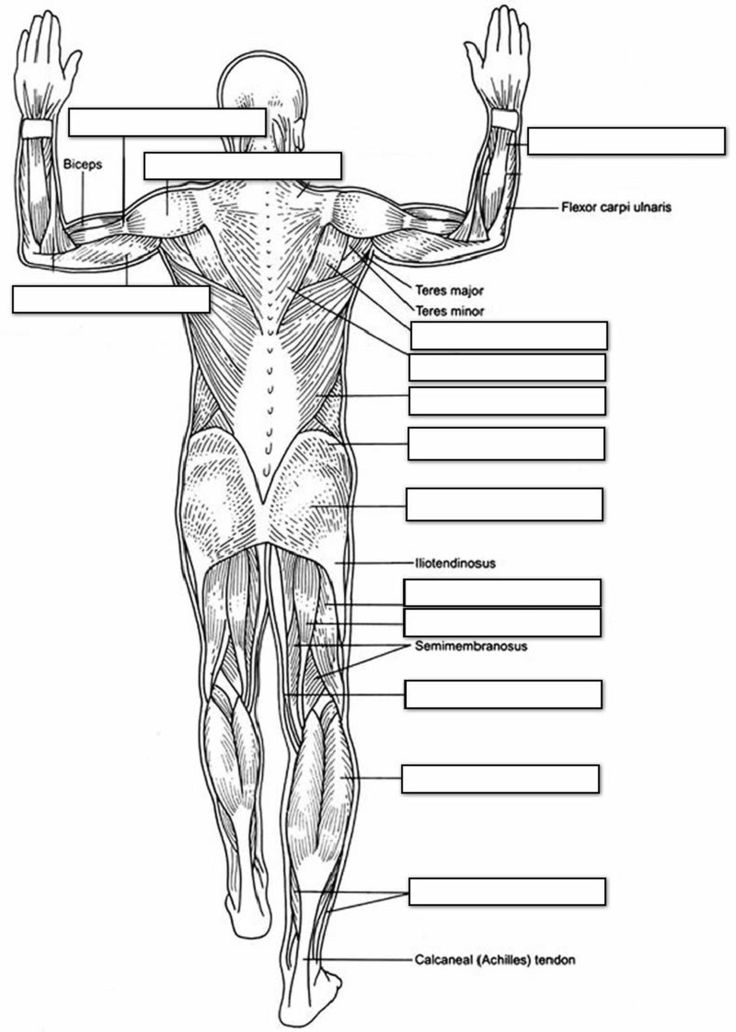 Blank human back muscles coloring diagram educative printable anatomy coloring book muscle diagram color worksheets