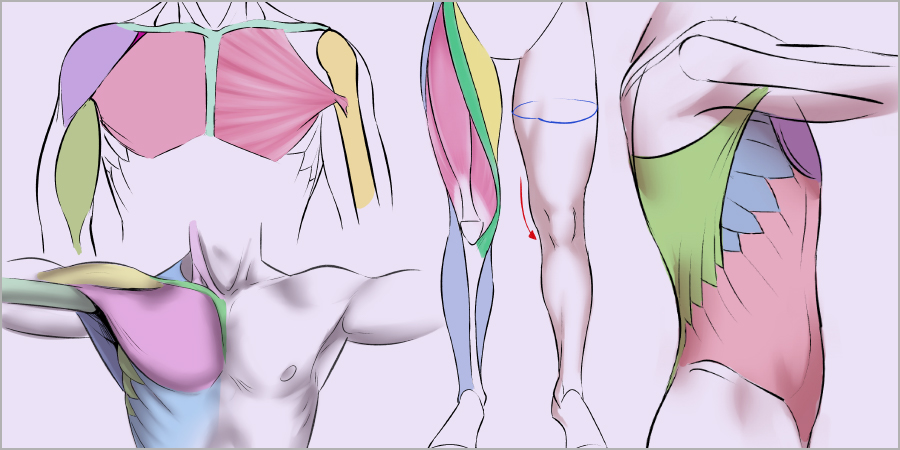 Muscles of the human body art rocket
