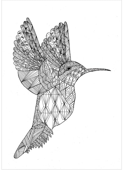 Hummingbird coloring pages free printable pages for kids
