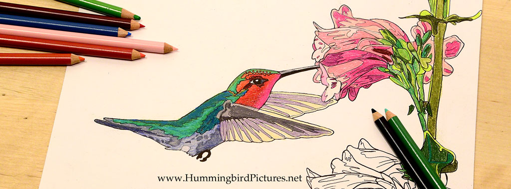 Hummingbird coloring pages