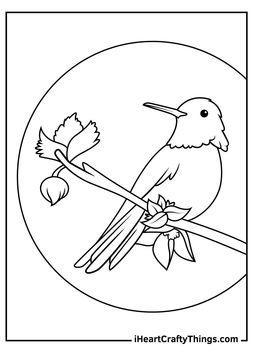 Hummingbird coloring pages free printables
