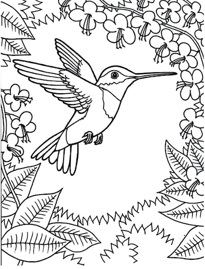 Hummingbird coloring pages free printable pages for kids