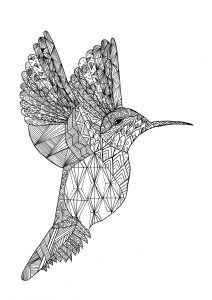 Hummingbird coloring pages for adults kids