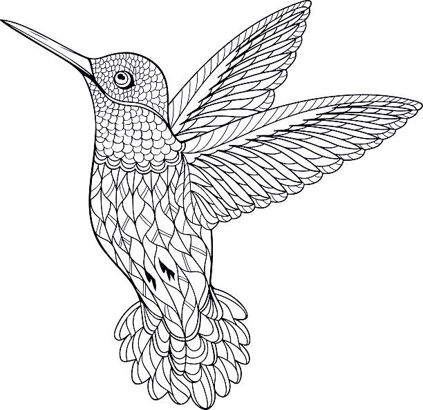 Coloring page hummingbird stock illustration