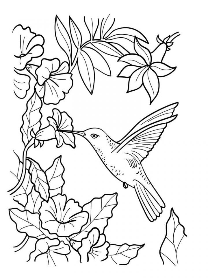Get these free printable hummingbird coloring pages only at everfreecoloring express yourselâ bird coloring pages hummingbird drawing flower coloring pages