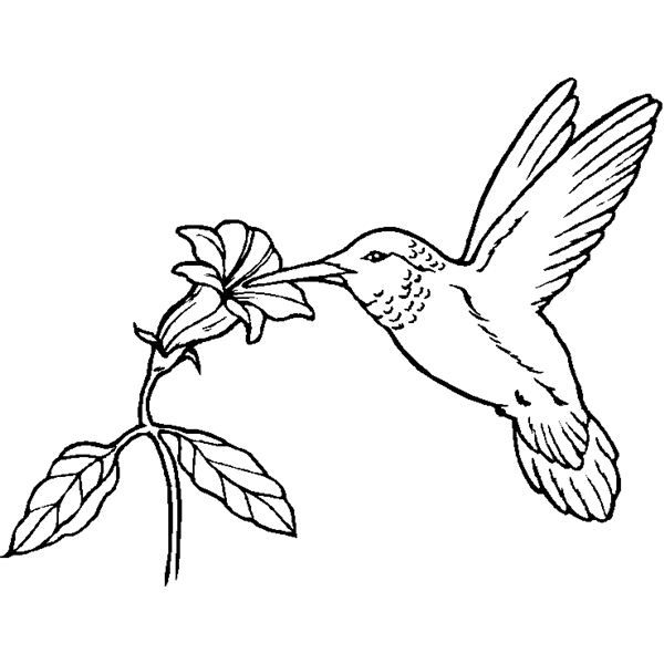 Fantastic bird coloring sheets for kids or decorative purposes bird coloring pages bird drawings animal coloring pages