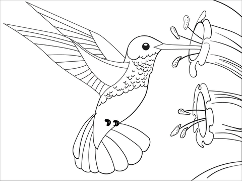 Hummingbird coloring page free printable coloring pages