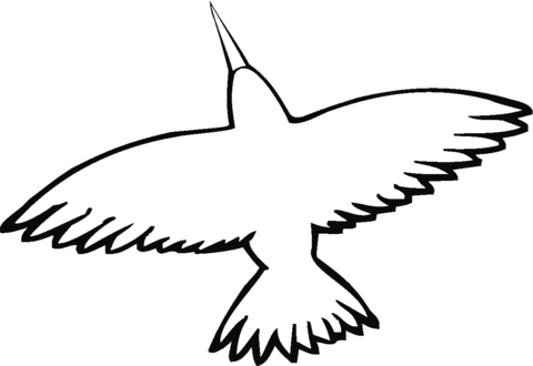 Hummingbird spread