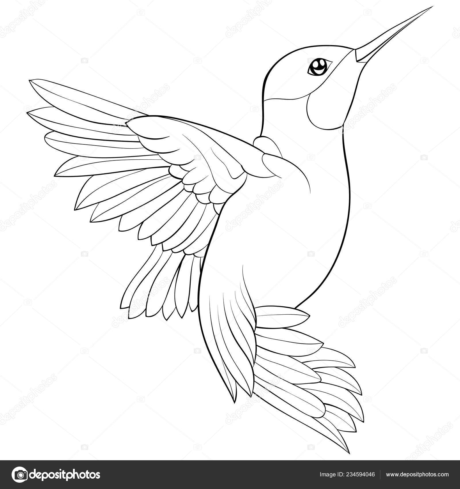 Cute flying hummingbird image relaxing coloring book page adults children stock vector by nonuzza