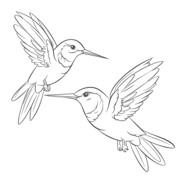 Hummingbirds drawing png transparent images free download vector files