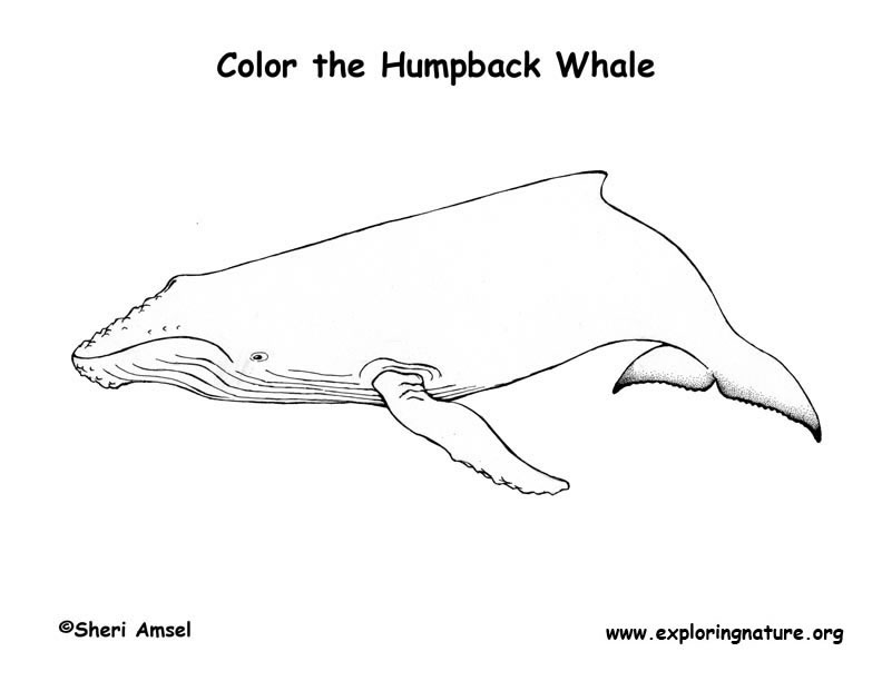 Whale humpback coloring page