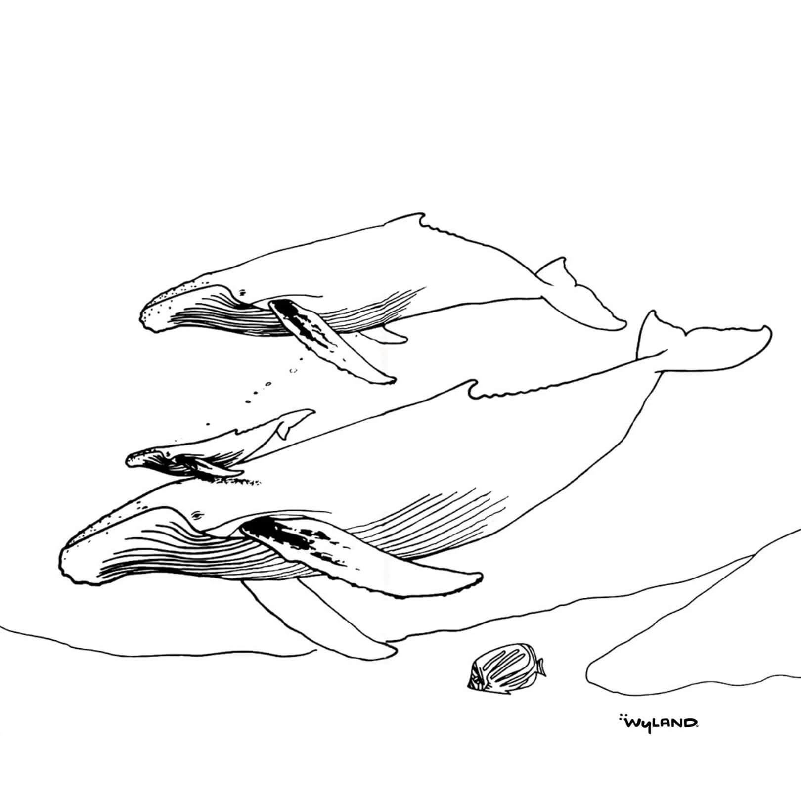 Whale ohana