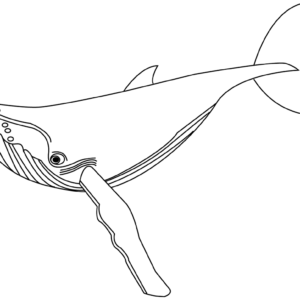 Whale coloring pages printable for free download