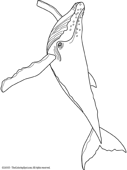 Humpback whale coloring page audio stories for kids free coloring pages colouring printables