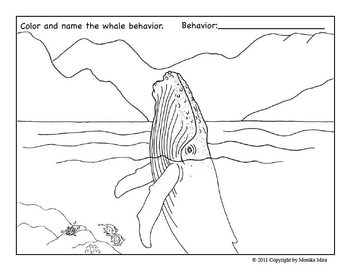 Humpback whale season coloring and activity pages by marine science and more
