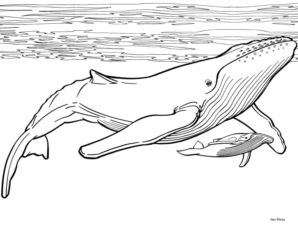 Humpback whale whale drawing whale coloring pages whale painting