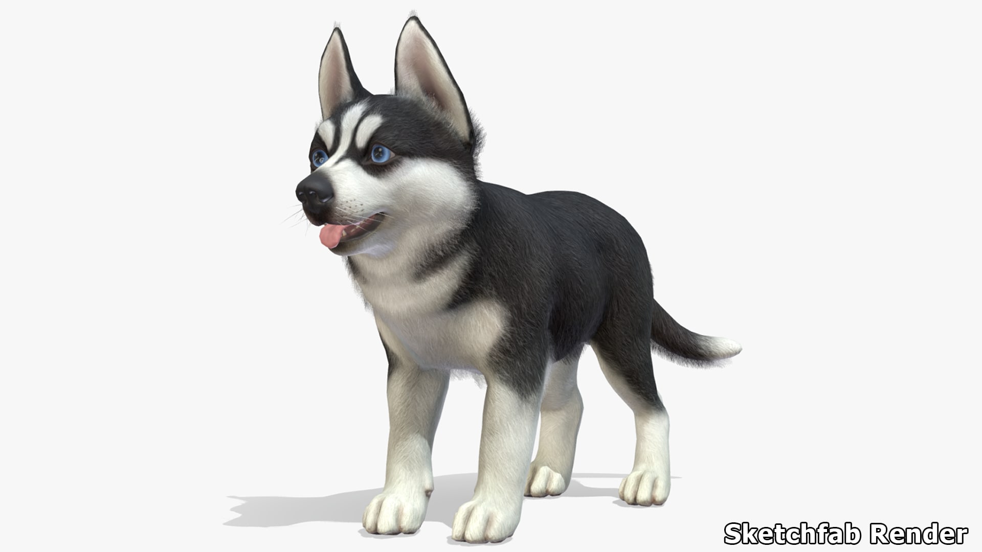 Puppy