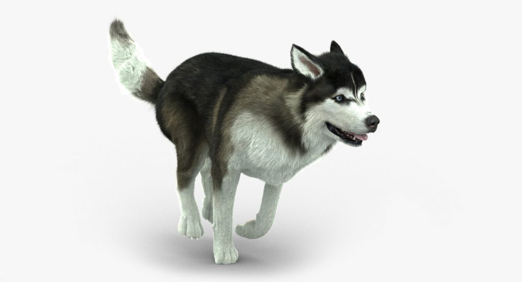 Buy siberian husky fur animated d models online