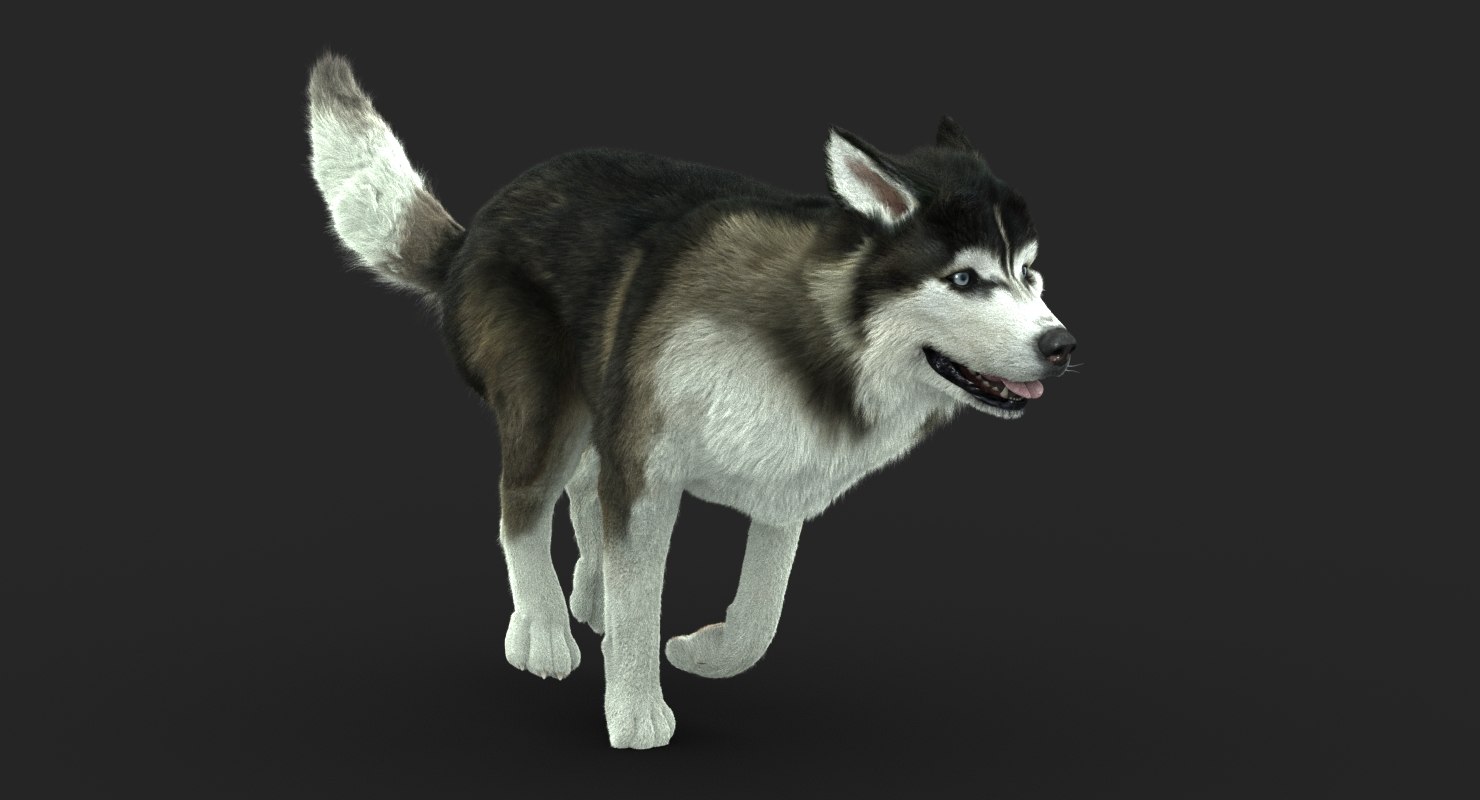 Buy siberian husky fur animated d models online