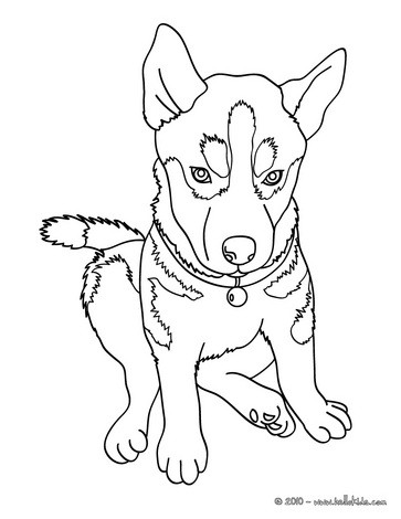 Husky coloring pages