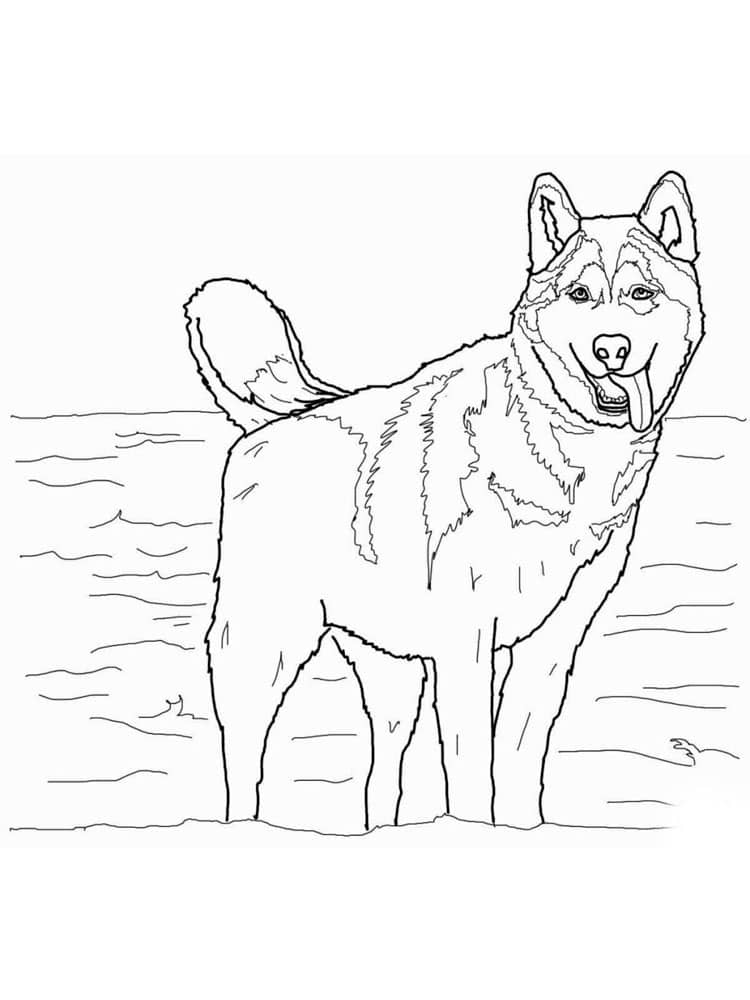 Husky dog coloring page