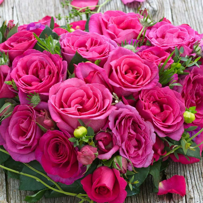 Heirloom roses