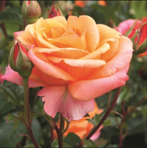 Cuttings of cherry brandy tea rose ready to root make your own plants