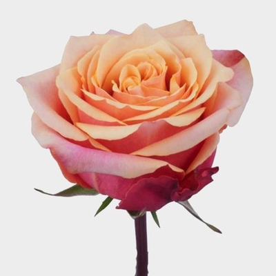 Rose cherry brandy cm