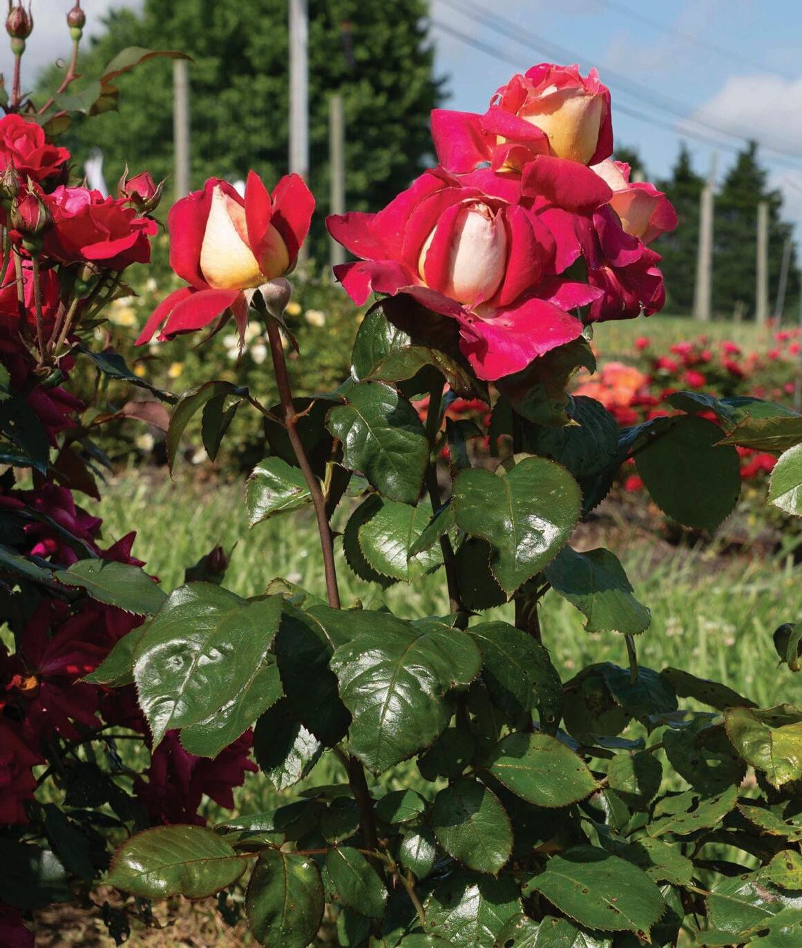 Star roses and plants rose catalog by star roses and plants