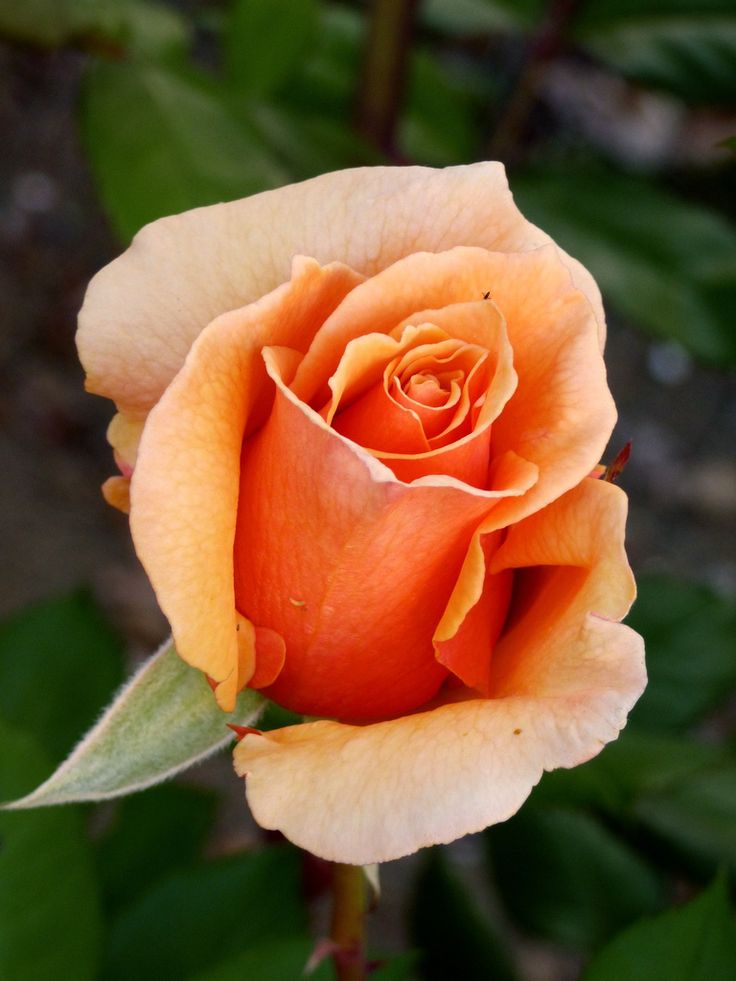 Brandy beautiful rose flowers hybrid tea roses tea roses