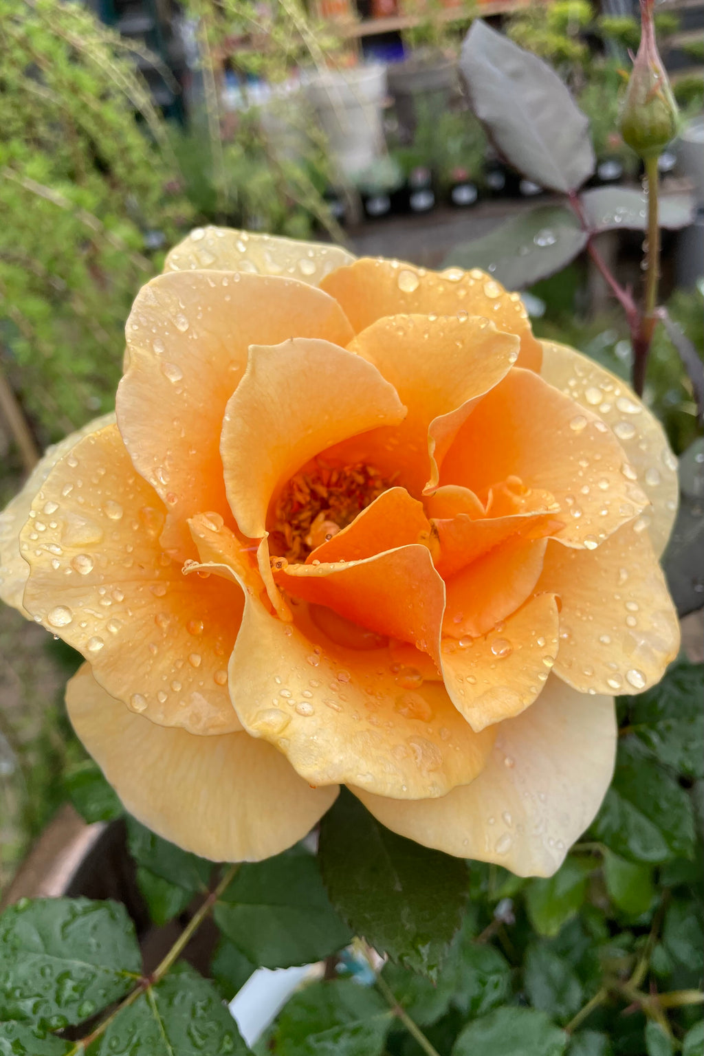 Rosa brandy â sprout home