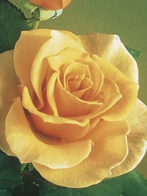 Hybrid tea rose brandy
