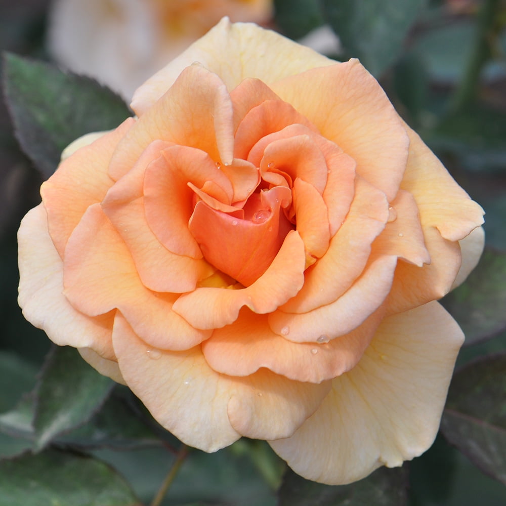 Heirloom roses