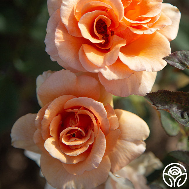 Brandy rose