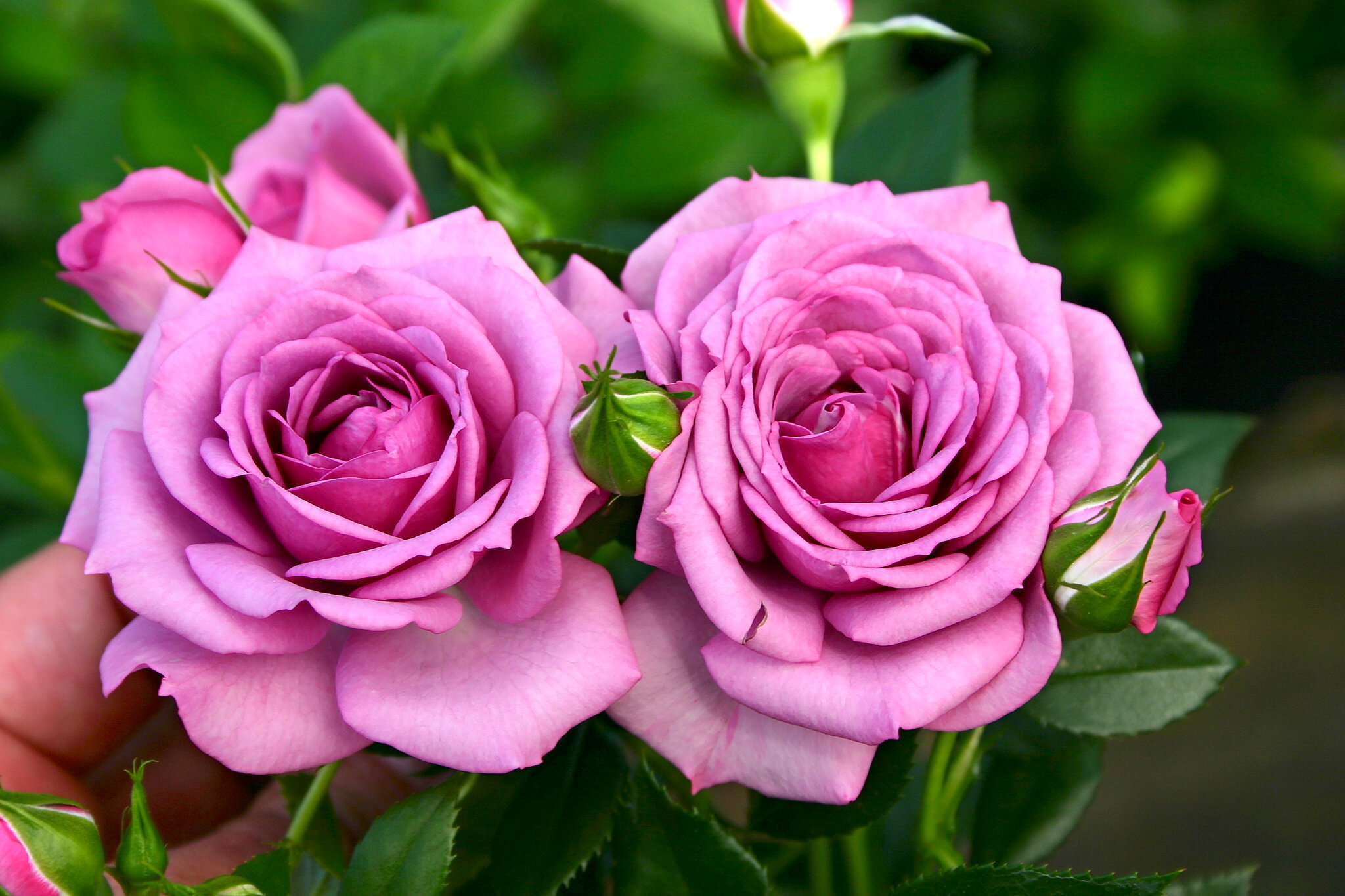 The smart way to grow roses