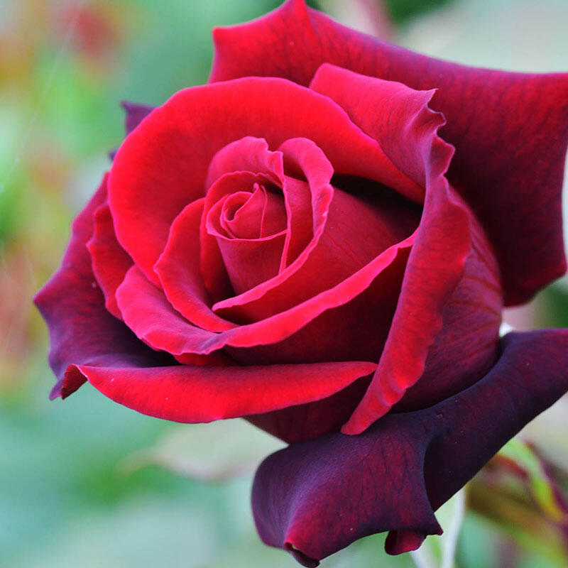 Lasting love hybrid tea rose premium bulbs