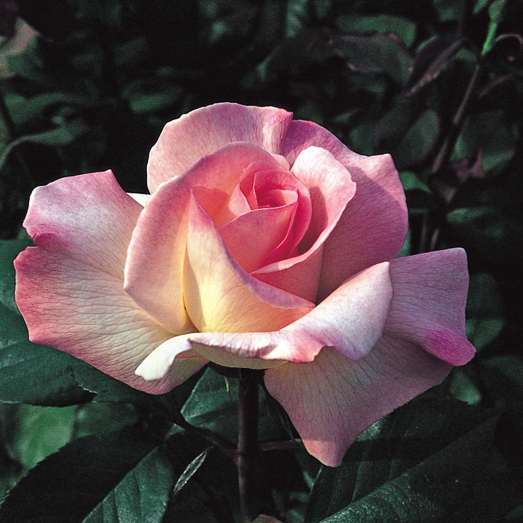 Pristine hybrid tea david austin roses