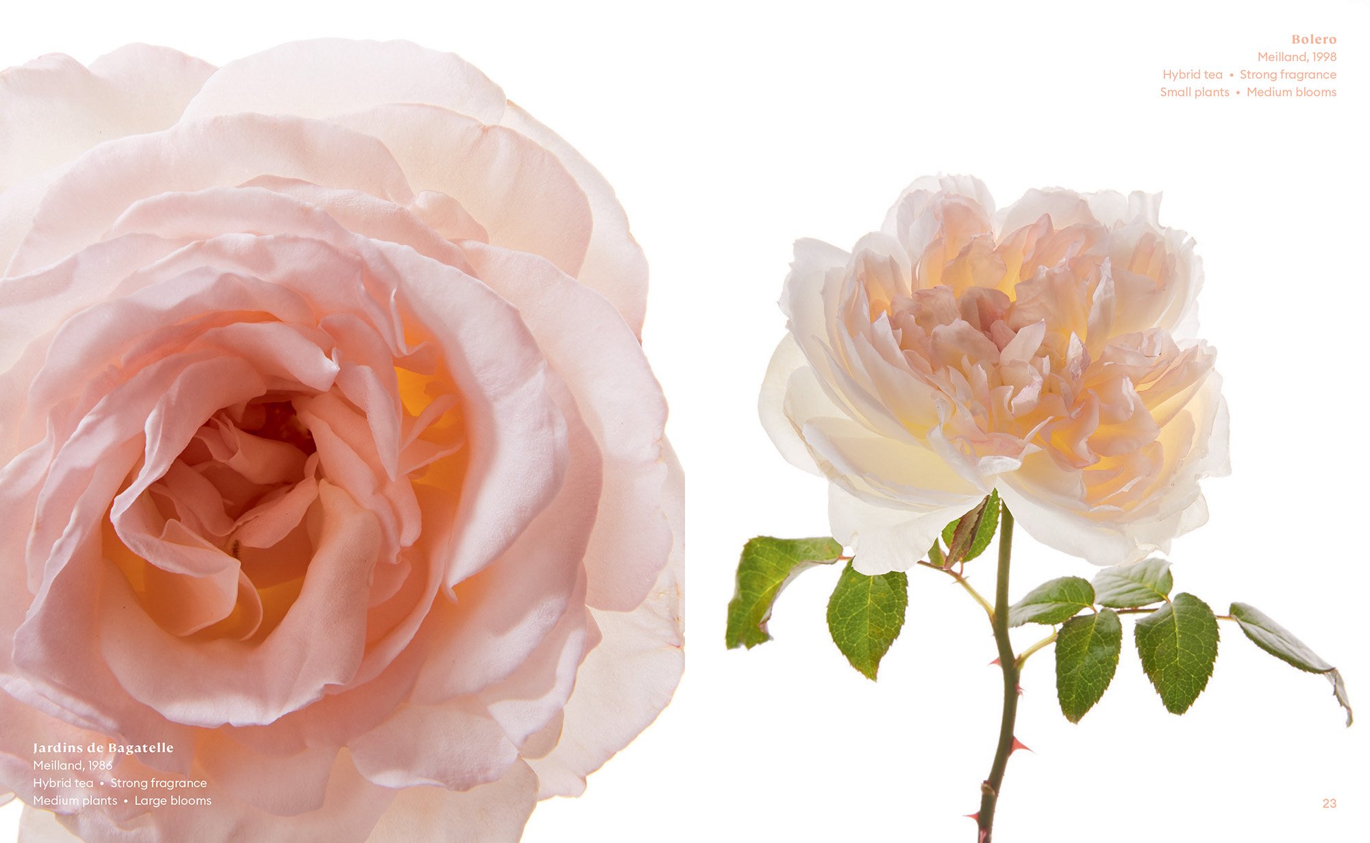 The color of roses signed copy â rose story farm