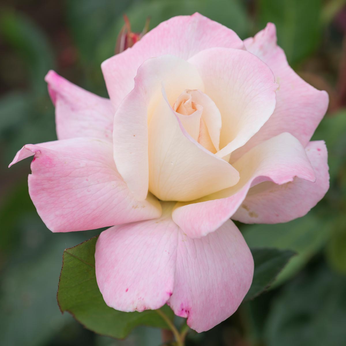 Pristine hybrid tea david austin roses