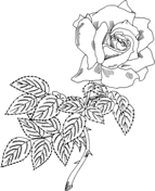 Roses coloring pages free coloring pages