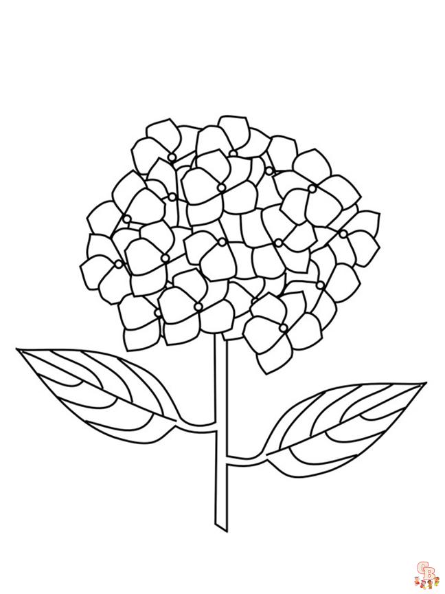 Explore the beauty of hydrangea coloring pages free printable