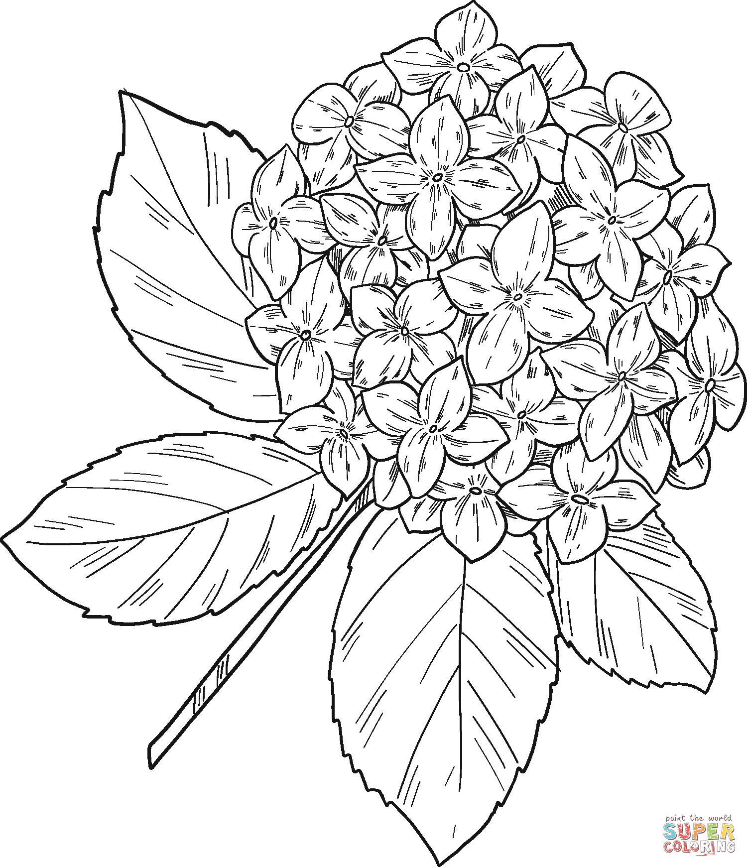 Hydrangea coloring page free printable coloring pages
