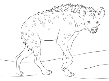 Spotted hyena coloring page supercoloring animal coloring pages fox art print animal drawings