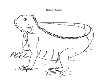 Green iguana coloring page by mama draw it tpt