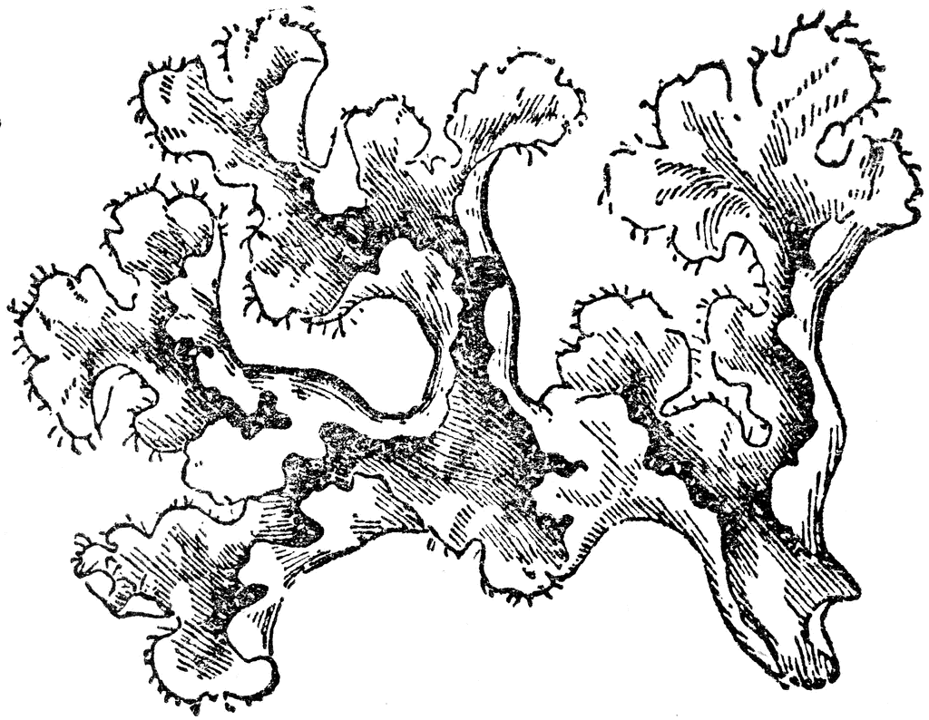 Iceland coloring pages