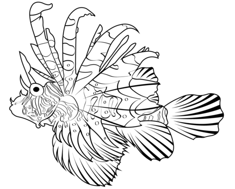 Devil firefish pterois miles coloring page free printable coloring pages