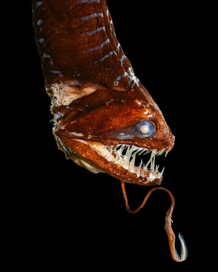 Montclair high school bio blog life at feet under the case of the dragonfish