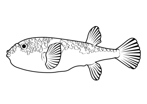 Smooth toadfish tetractenos glaber coloring page free printable coloring pages